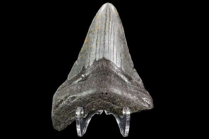 Fossil Megalodon Tooth - North Carolina #109014